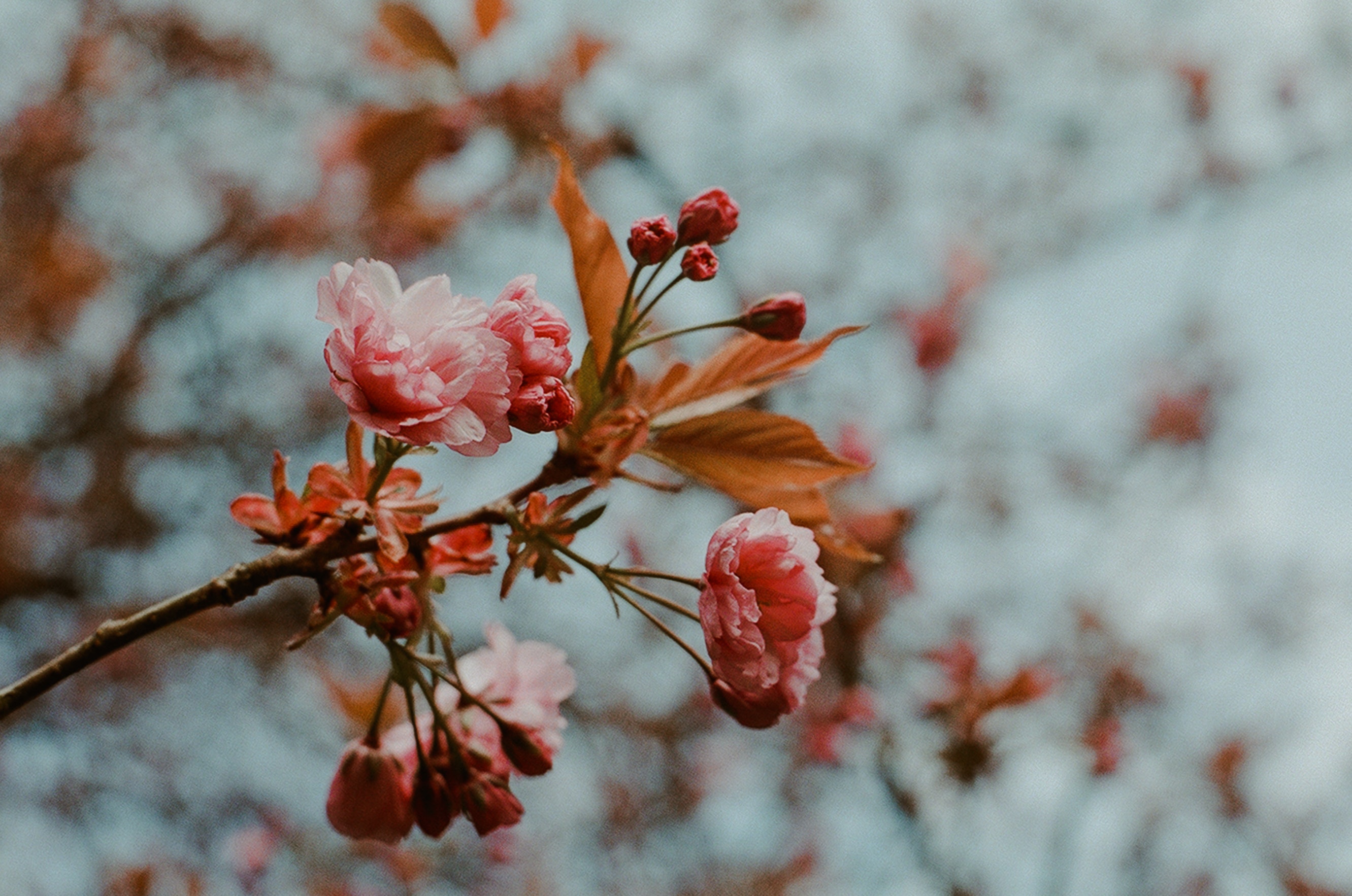 cherry blossom flower