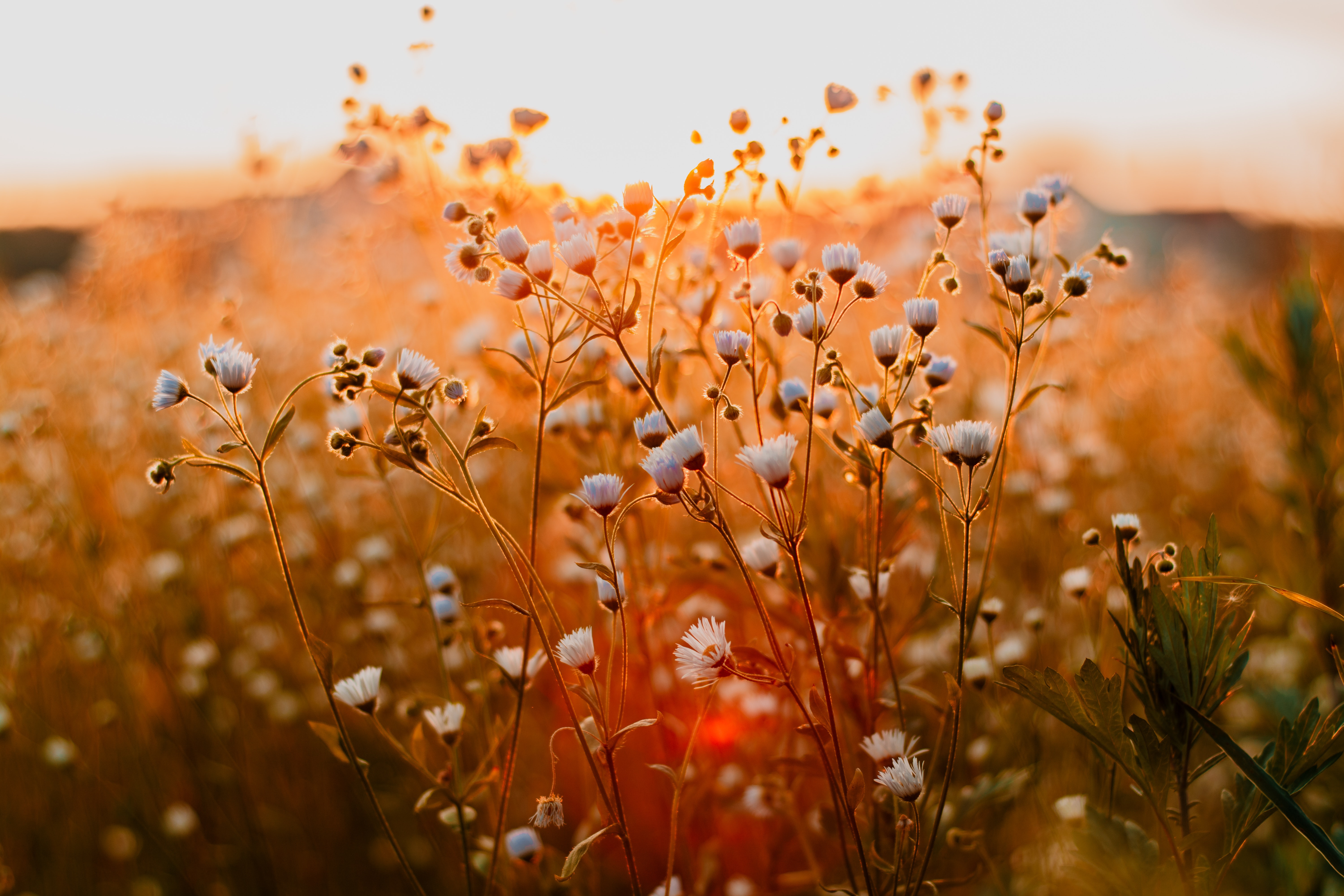 baby's breath flower