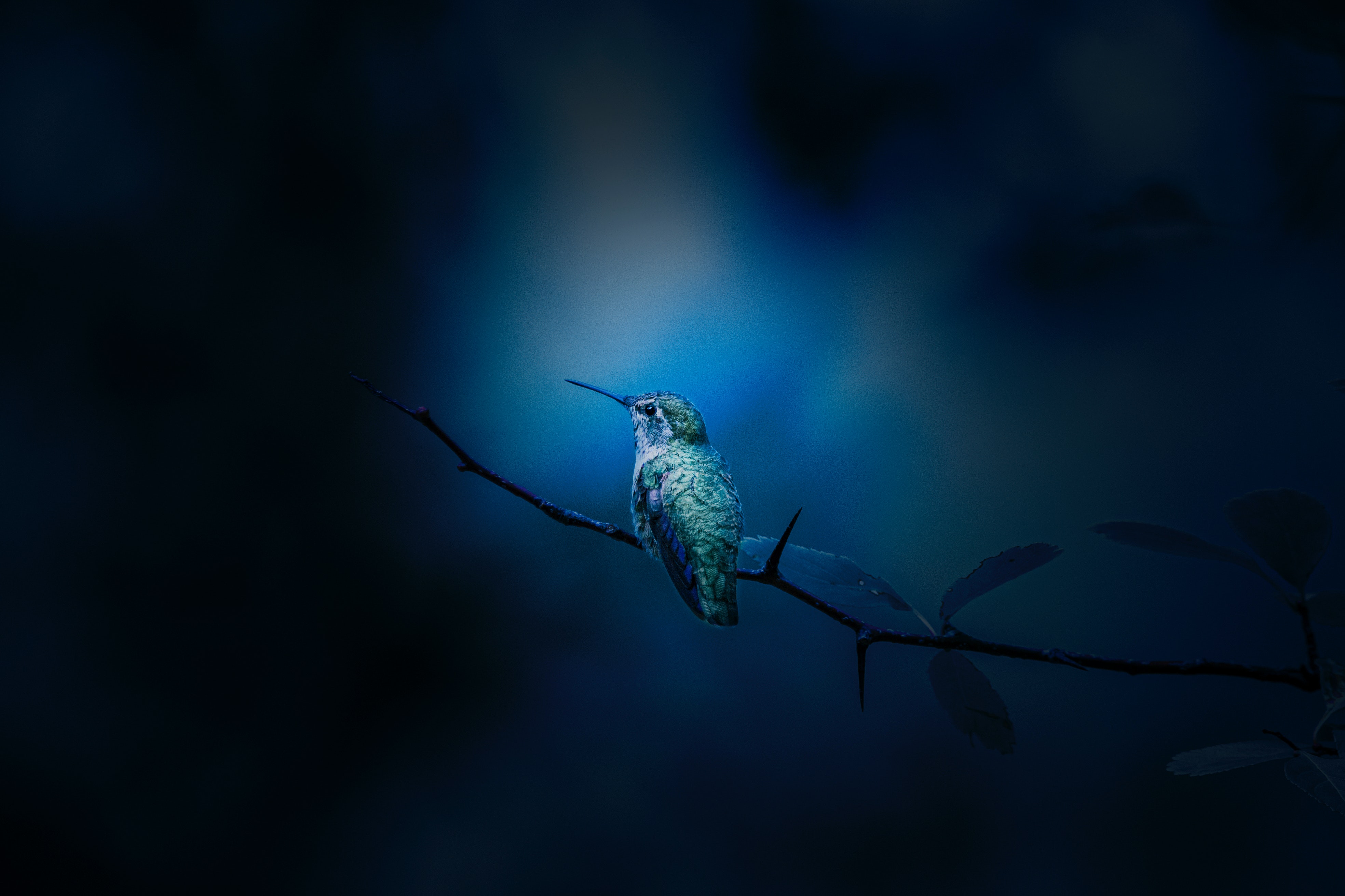 blue bird