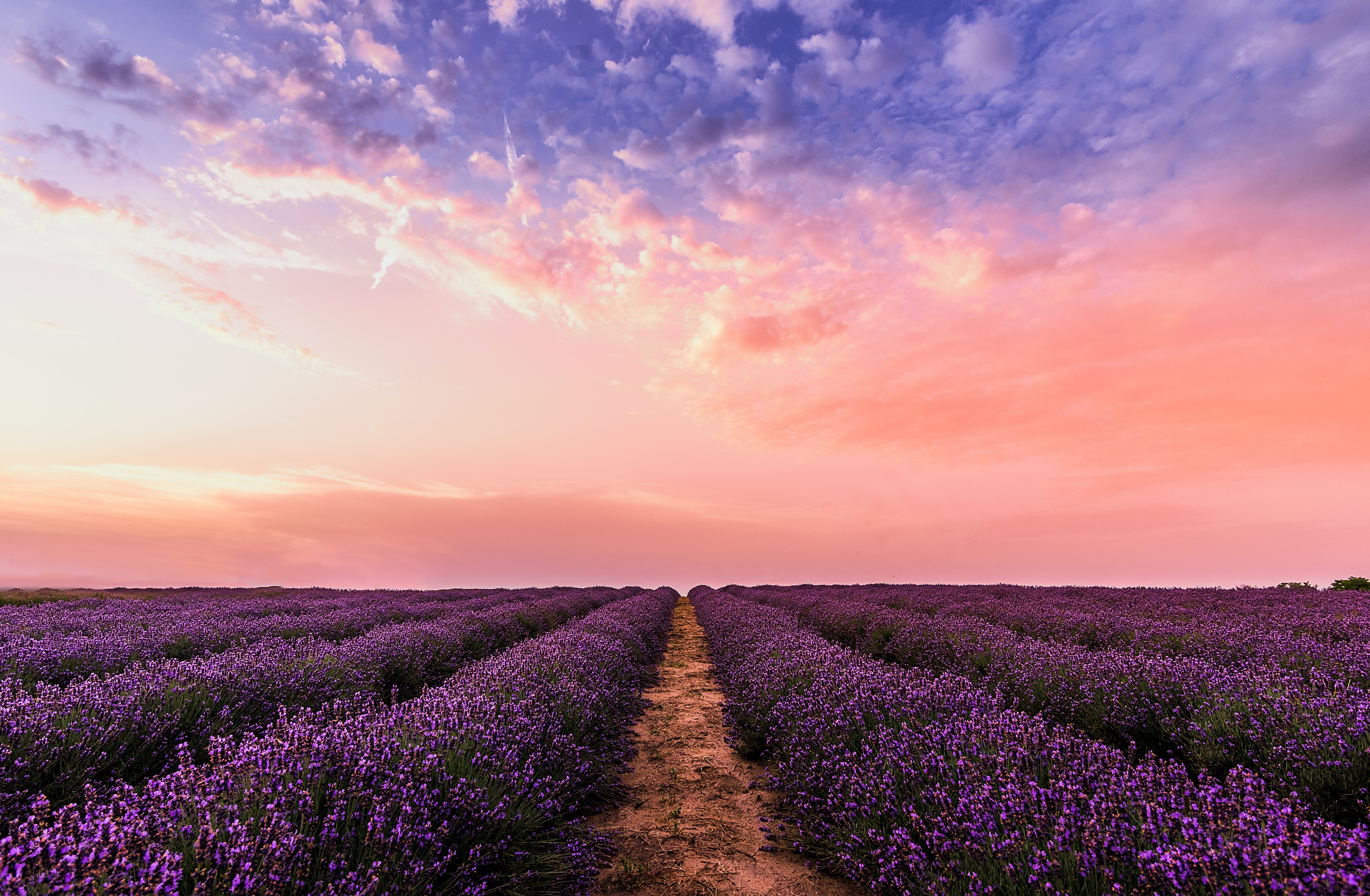 lavender route