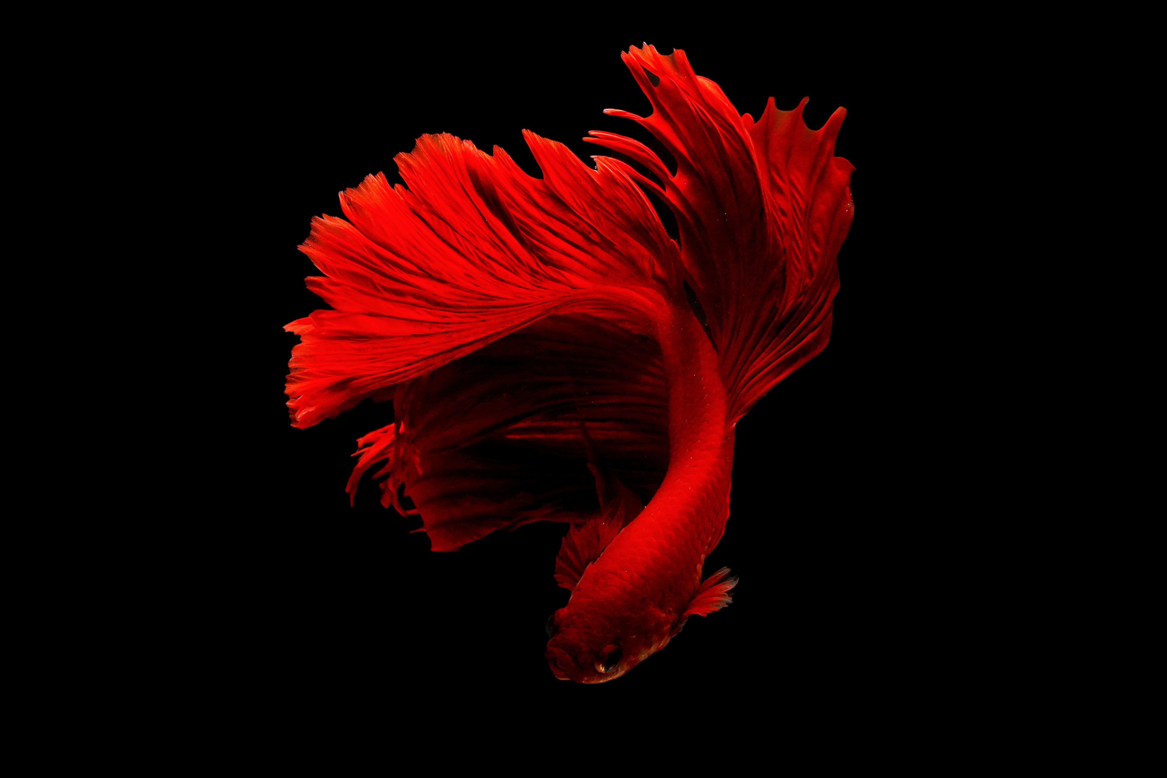 betta fish 