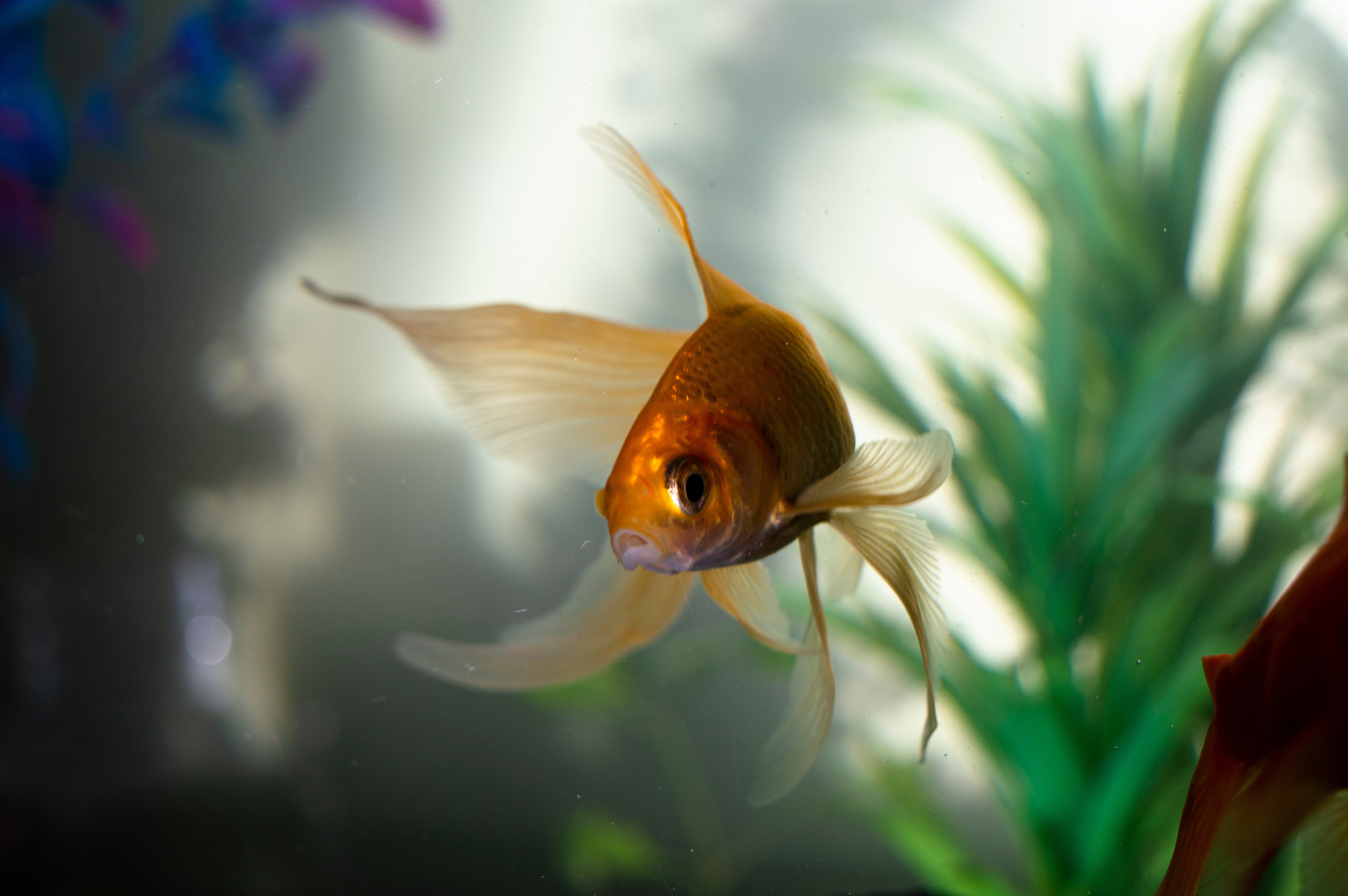 beautiful fish swimming 